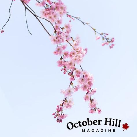 October Hill Magazine OHM Spring 2019 cover